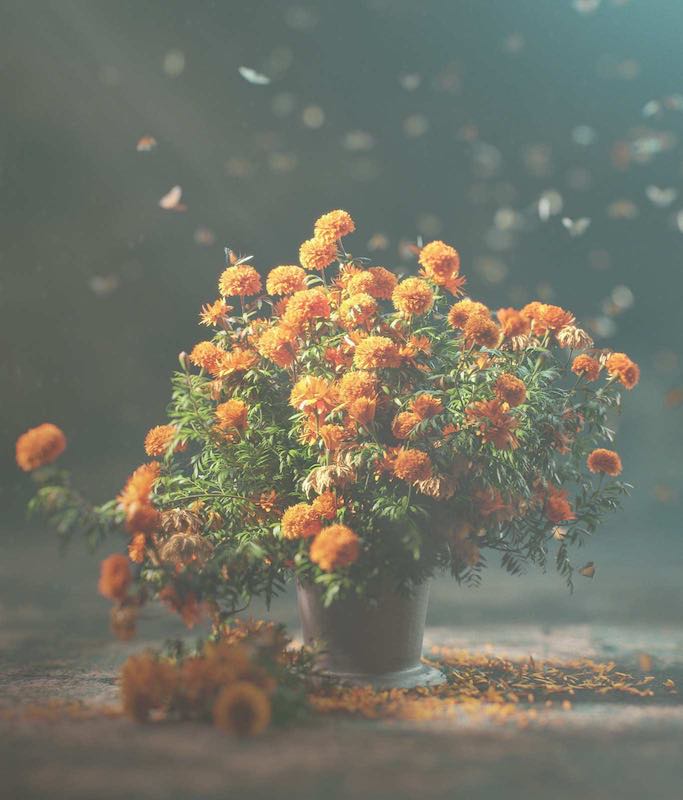 image 10 gallery esver.de