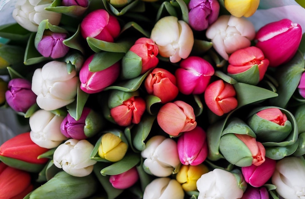  Pflanzen Hamburg esver.de